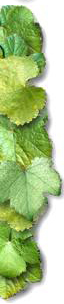 Left_Image