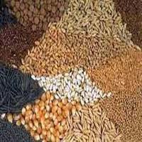 Oil Seeds