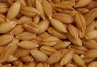 Barley Grain