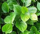 Betel Leaf Pan
