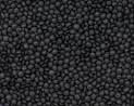 Black Lentil Pulse