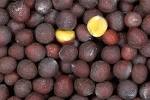 Black Mustard Seeds