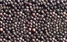 Black Pepper