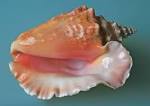 Conch Sankh