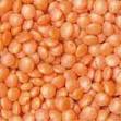 Lentil_Pulse