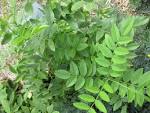 Licorice Jethi Madh