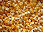 Maize Grain