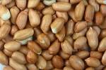 Groundnut Peanut Oil Seeds