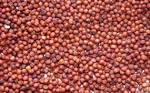 Ragi Grain