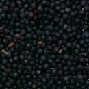 Rape Oil Seeds
