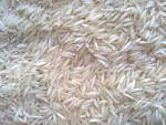 Rice Grain