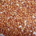 Sorghum Grain
