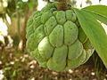 Sugar Apple Sitaphal Fruits