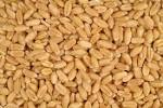 Wheat Grain