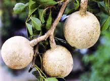 Wood Apple Khawit Fruits