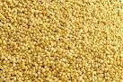 Yellow Millet Grain