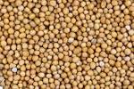 Yellow Musterd Oil Seeds
