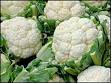 Coliflower Phul Gobi Vegetables